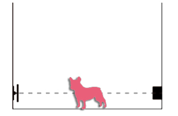 赤外線ビームセンサーに反応する小型犬